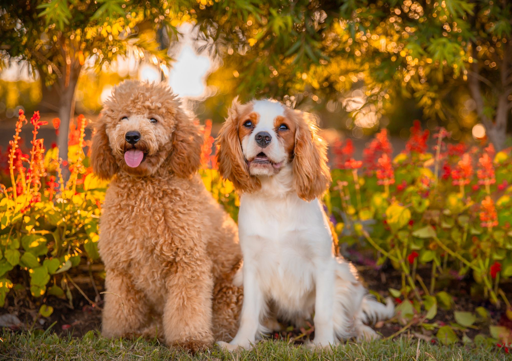 A Cavoodle sits next to a Cavalier. Behind them golden light filters through bright red flowers and shrubs