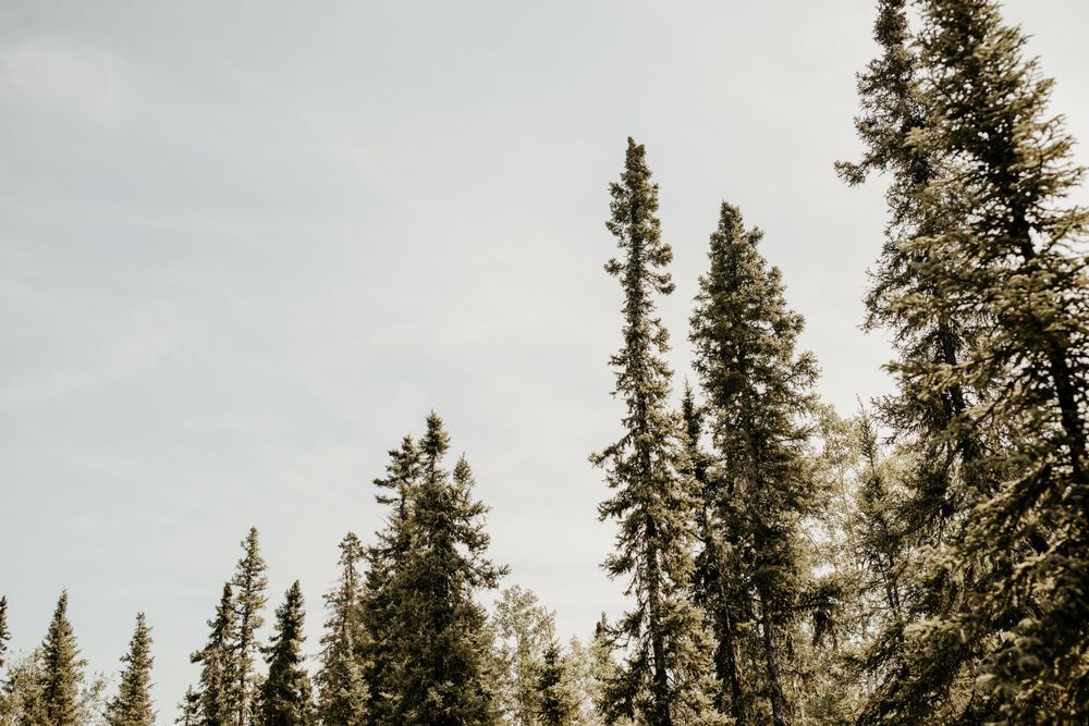Tall evergreen pine trees reach into a cloudy sky in this minimalist nature scene.