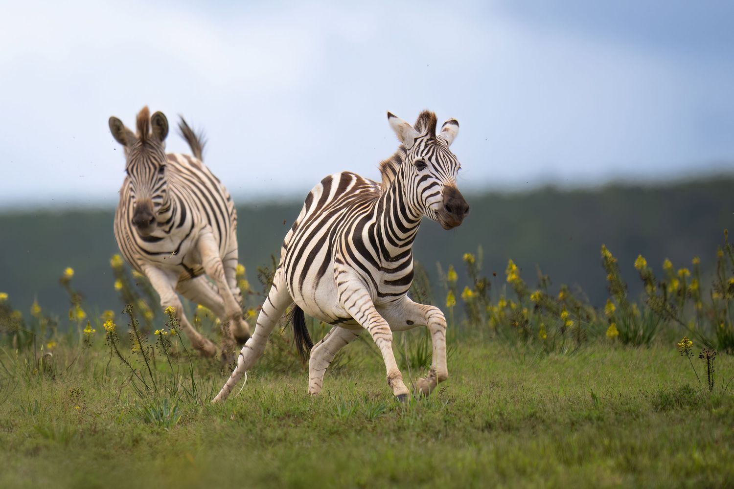 Zebras playing and interacting in flowering grassland habitat.