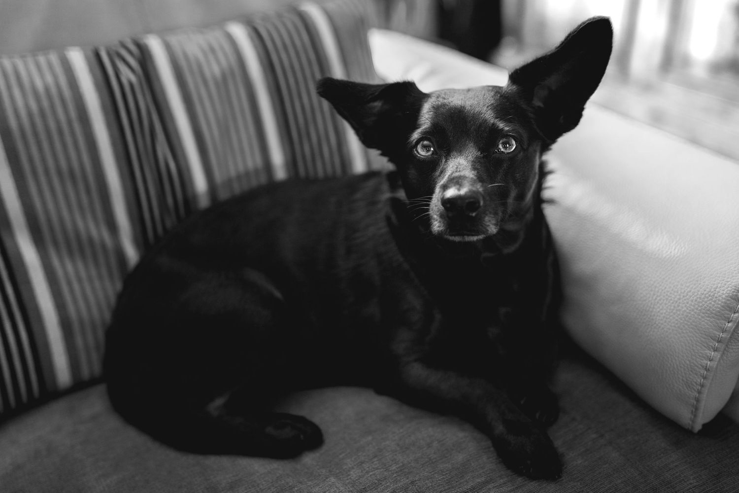 Black dog with pointy ears resting on a striped couch in black and white photography.