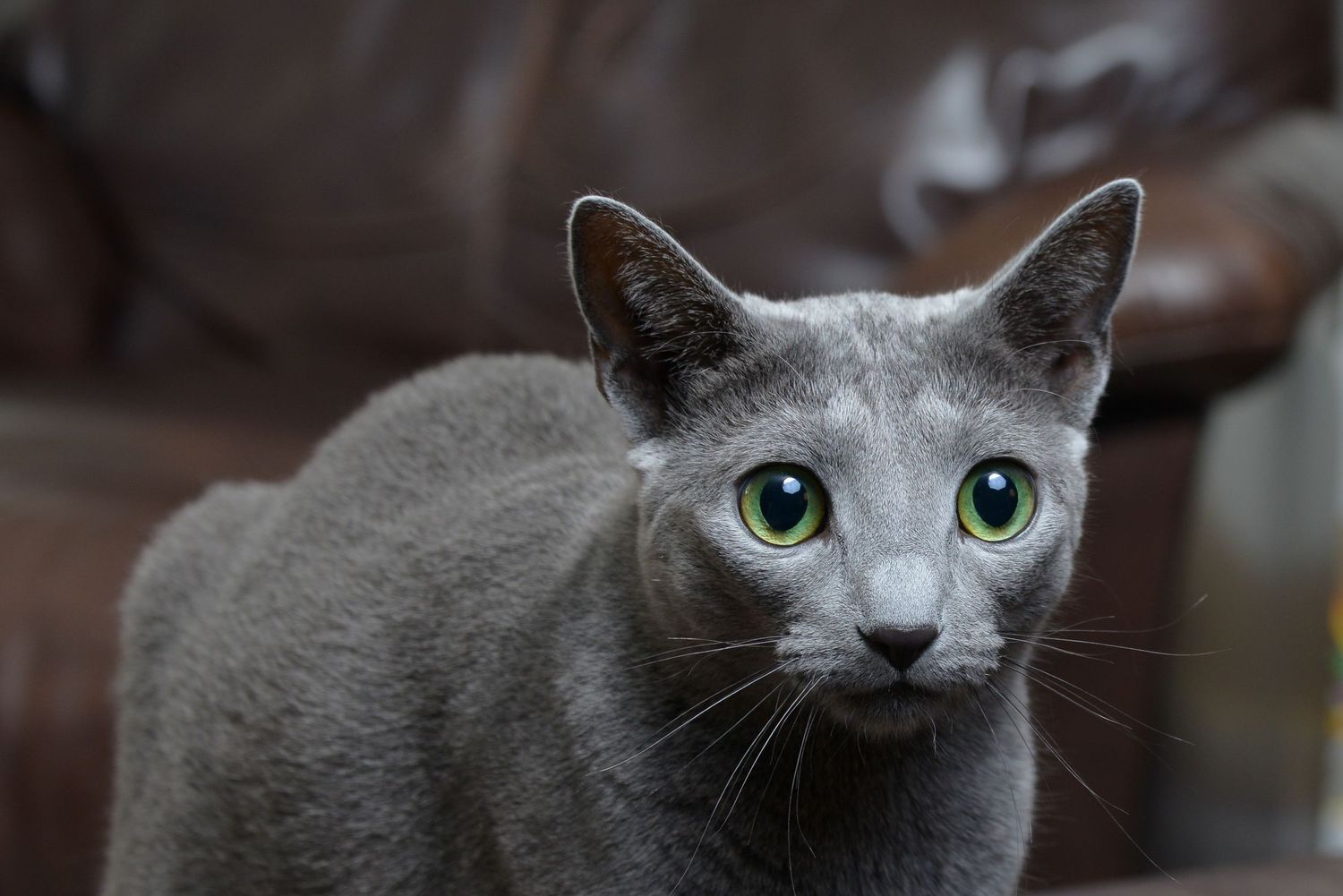 A Russian Blue cat with striking green eyes gazes intently at the camera in a close-up portrait shot.
