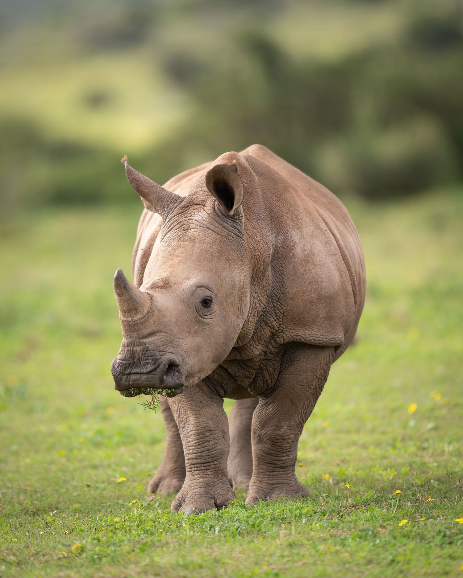 Baby rhinoceros walking through green grass-covered field.