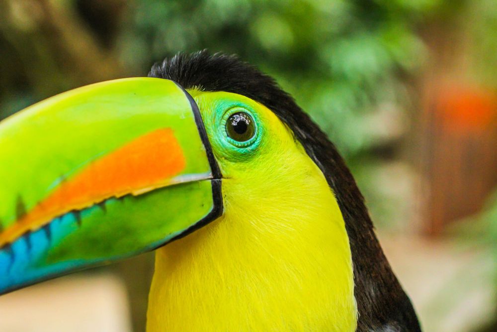 Close-up portrait of a vibrant keel-billed toucan showing its colorful beak against blurred background.