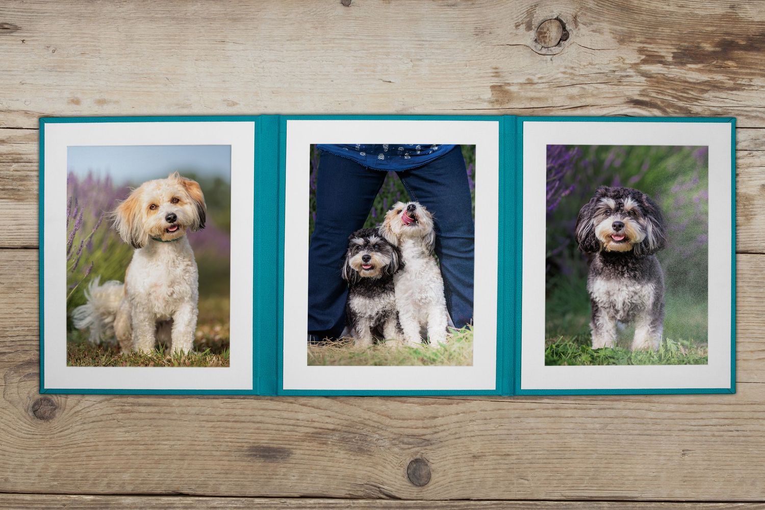 Three framed photos of fluffy dogs displayed on wooden surface with teal mat.