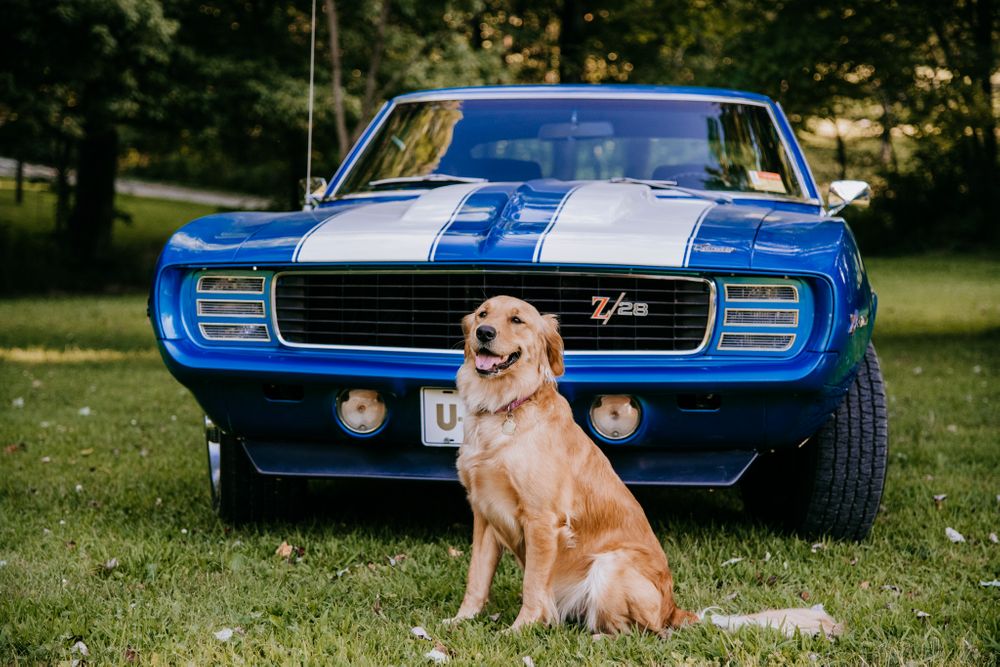 69 Camaro Z-28 golden retriever