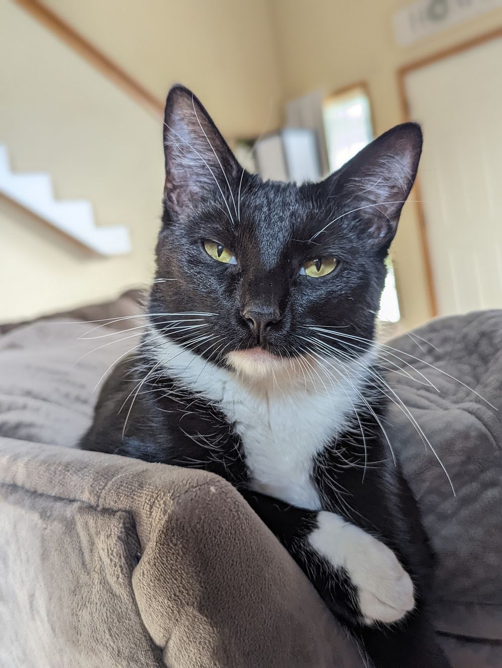 My cat Luna