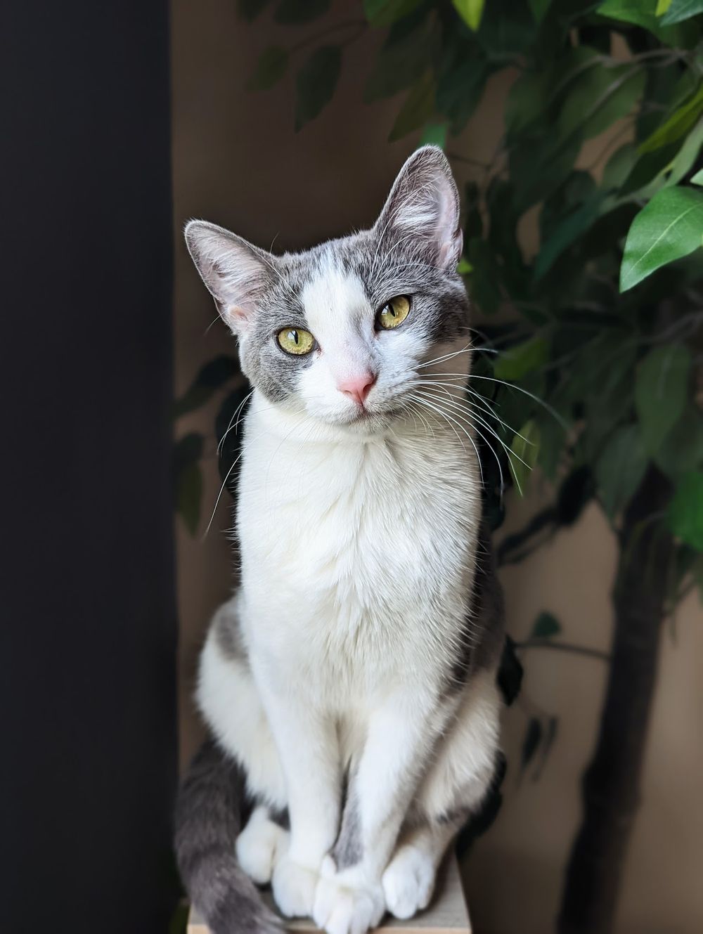 My cat Lyra