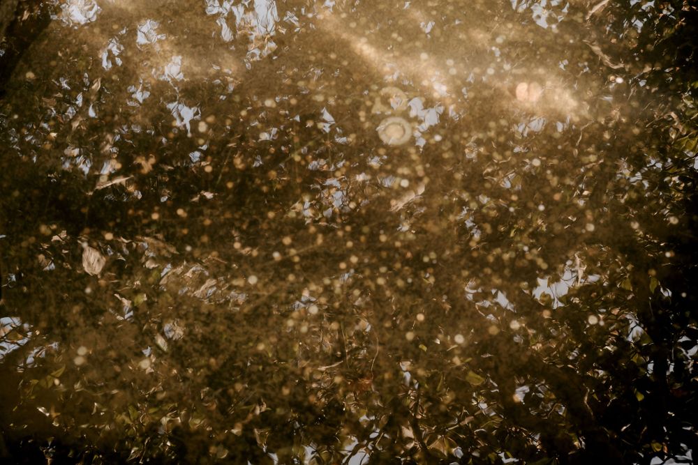 Golden bokeh lights create a magical, dreamy atmosphere against a dark background.