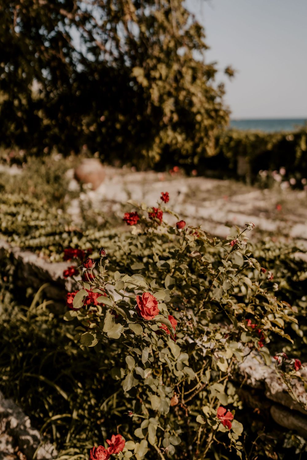 Red flowers bloom among green foliage against a blurred natural landscape.