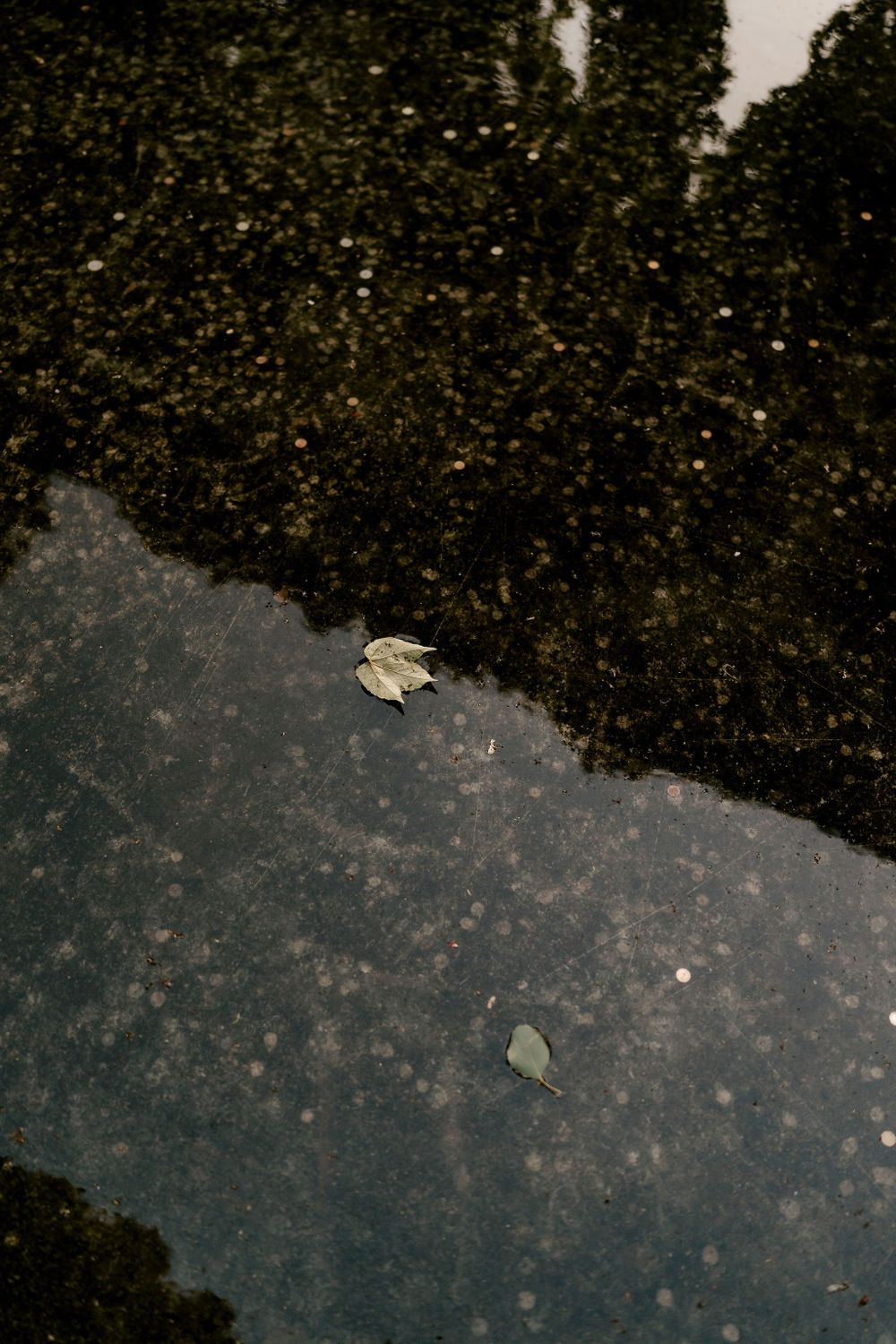 Abstract dark reflective surface with scattered flower petals creating artistic texture.