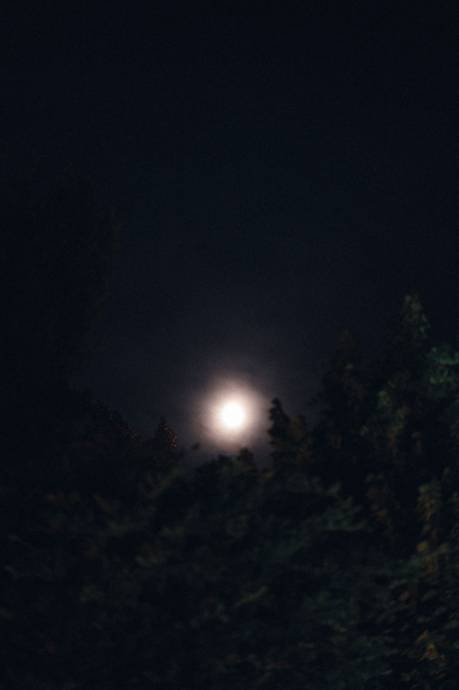 Full moon glowing brightly in dark night sky above silhouetted trees.