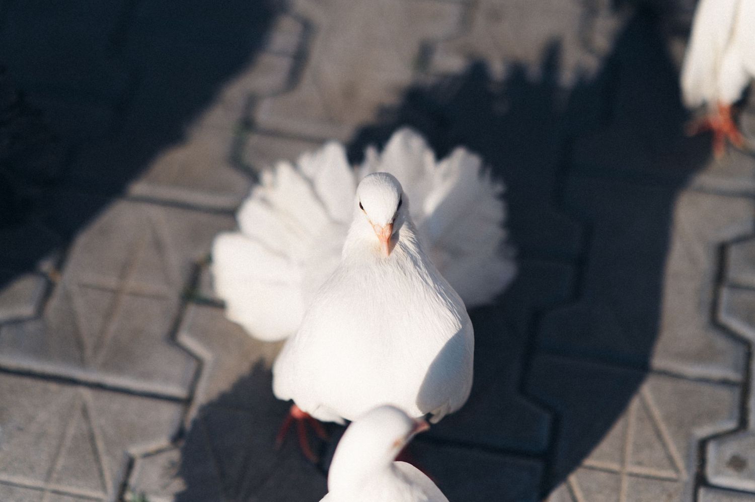 White dove casting shadow on geometric patterned ground in bright sunlight.