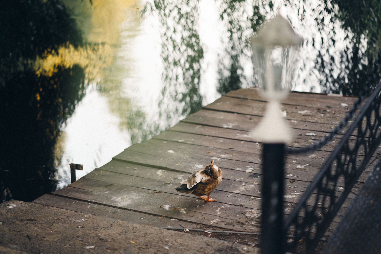 Duck sitting alone on wooden dock by peaceful water with lantern.