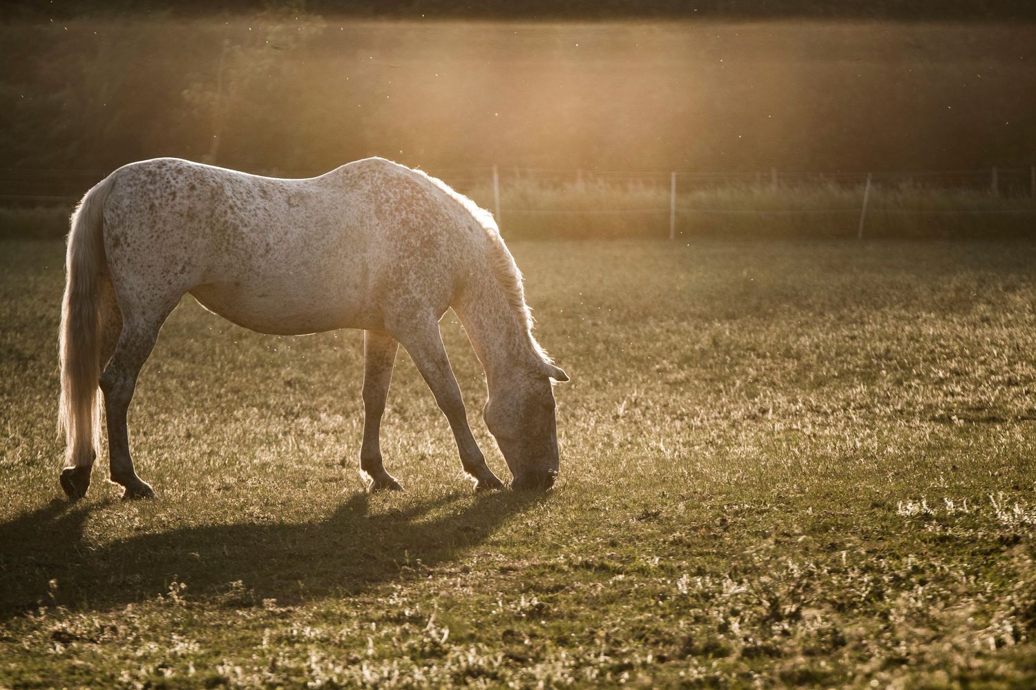 Equine Horse Photography