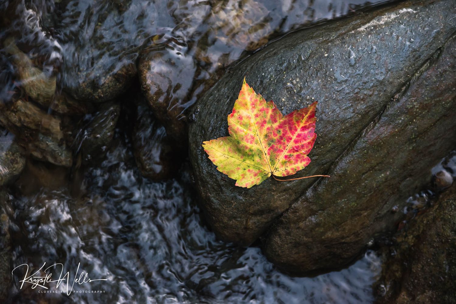 Vermont Fall - Maple Leaf - Clovergirl Photography By Krystle Wells