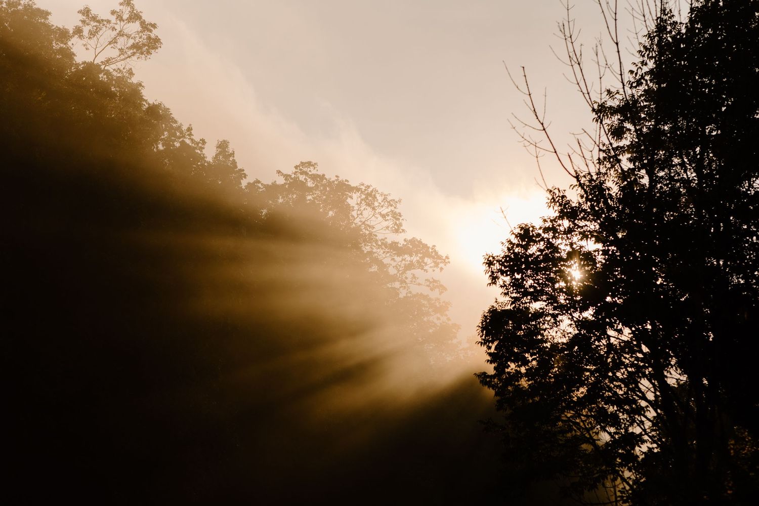 Dramatic sunbeams pierce through silhouetted trees during golden hour.