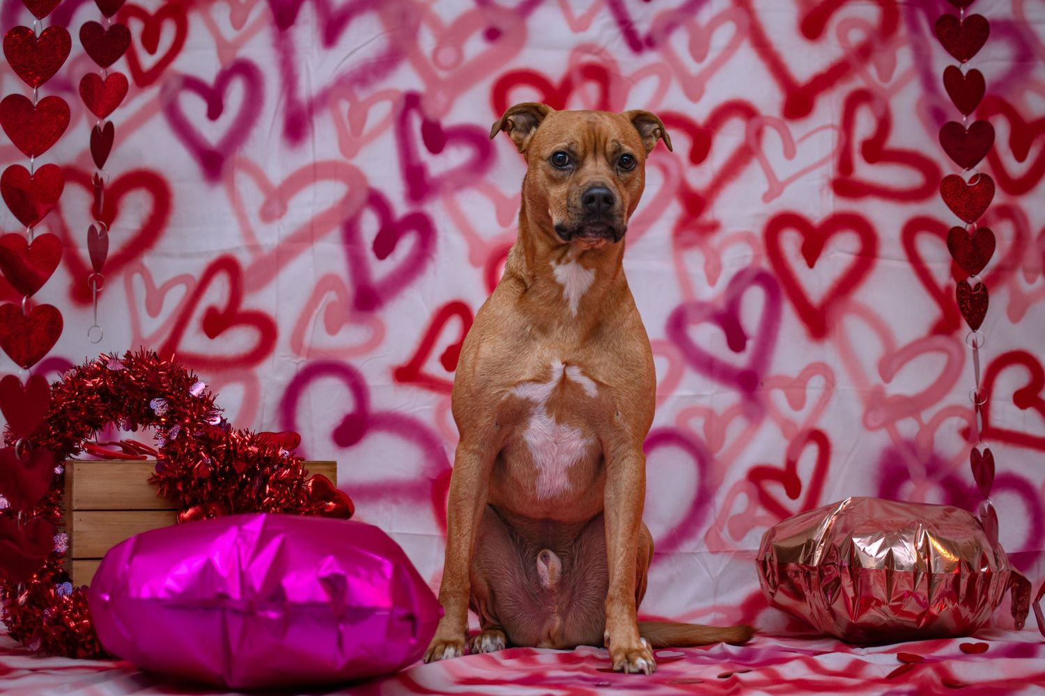 A brown pit bull sits among Valentine's Day decorations against a heart-covered background.