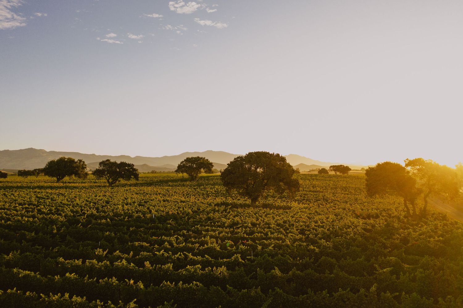Vineyard in Santa Ynez during sunrise