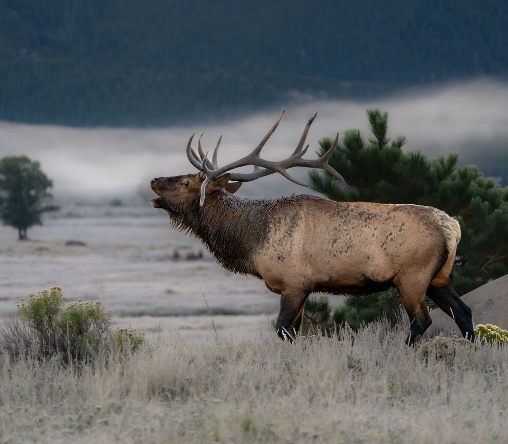 Bull elk bugling in misty mountain landscape at dawn.
