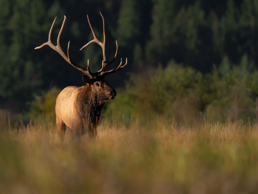 Large bull elk with impressive antlers standing in tall grass at dusk.