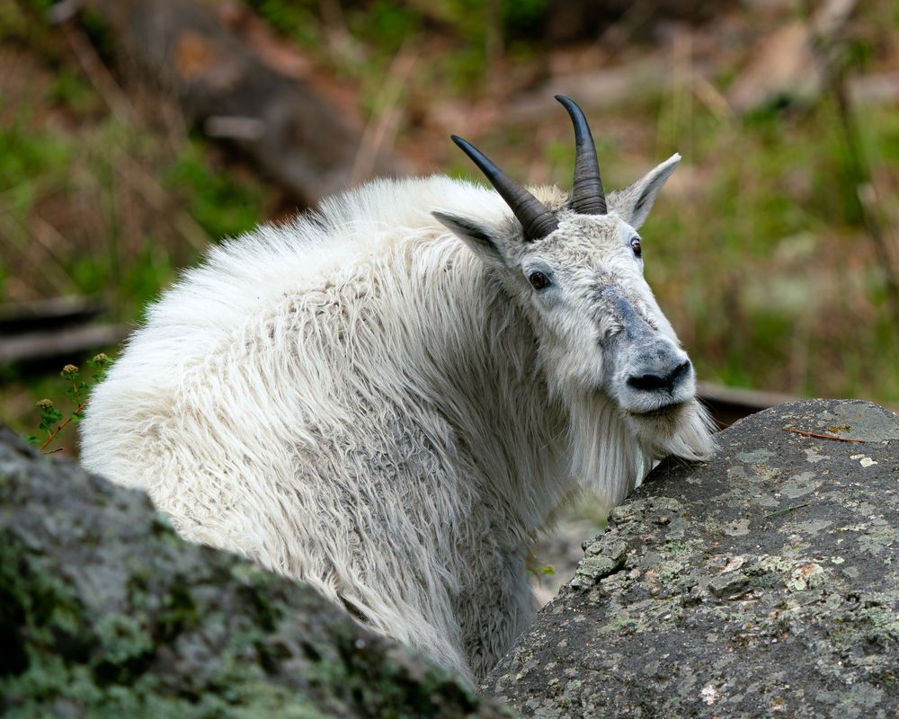 Mountain goat with thick white fur resting on rocky outcrop.
