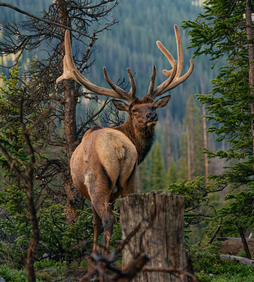 Majestic bull elk standing among evergreen trees in mountain wilderness.