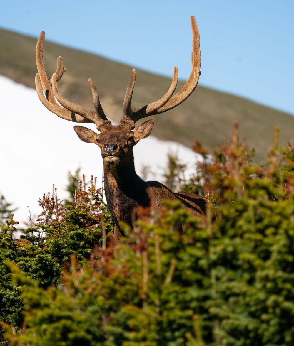 Alert bull elk peering through foliage with impressive rack of antlers.