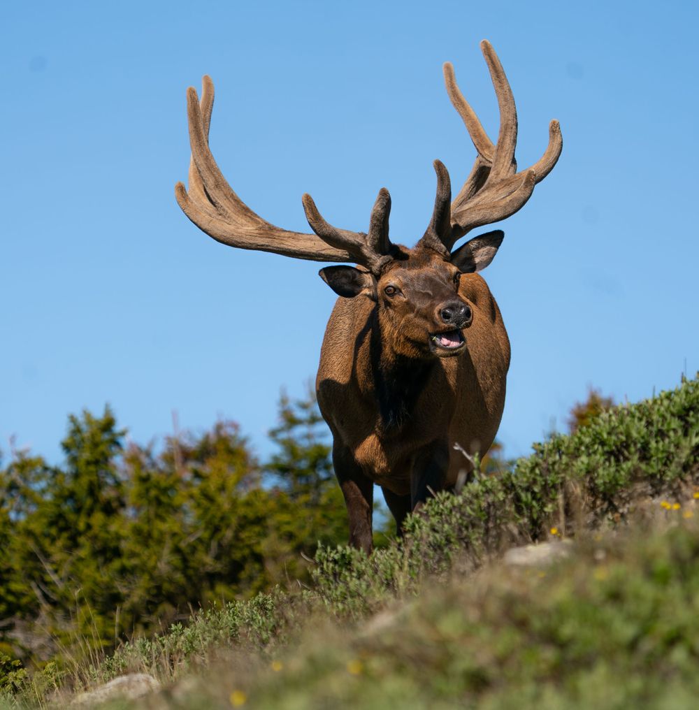 Close-up of bull elk with large antlers against bright blue sky.