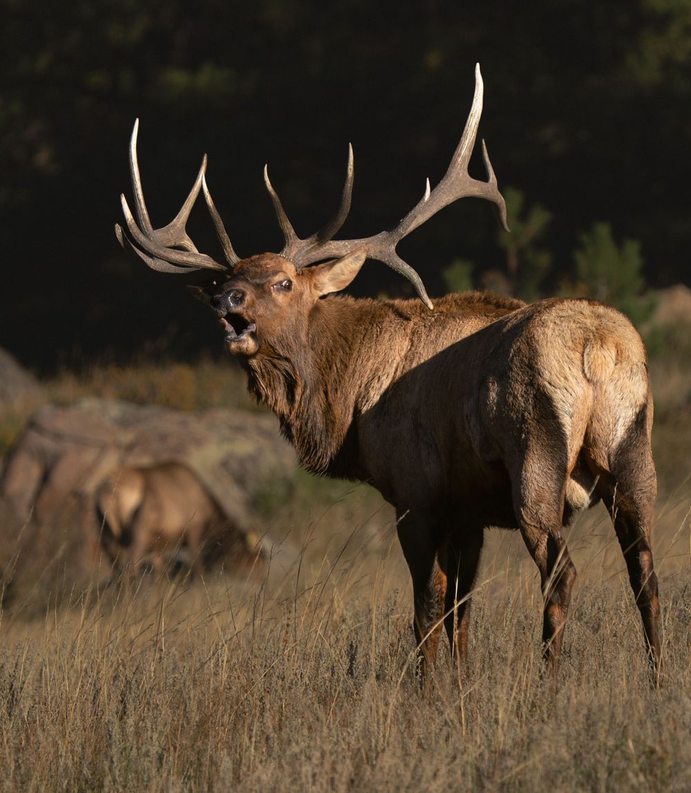 Majestic elk with massive antlers looking back over its shoulder in golden evening light.
