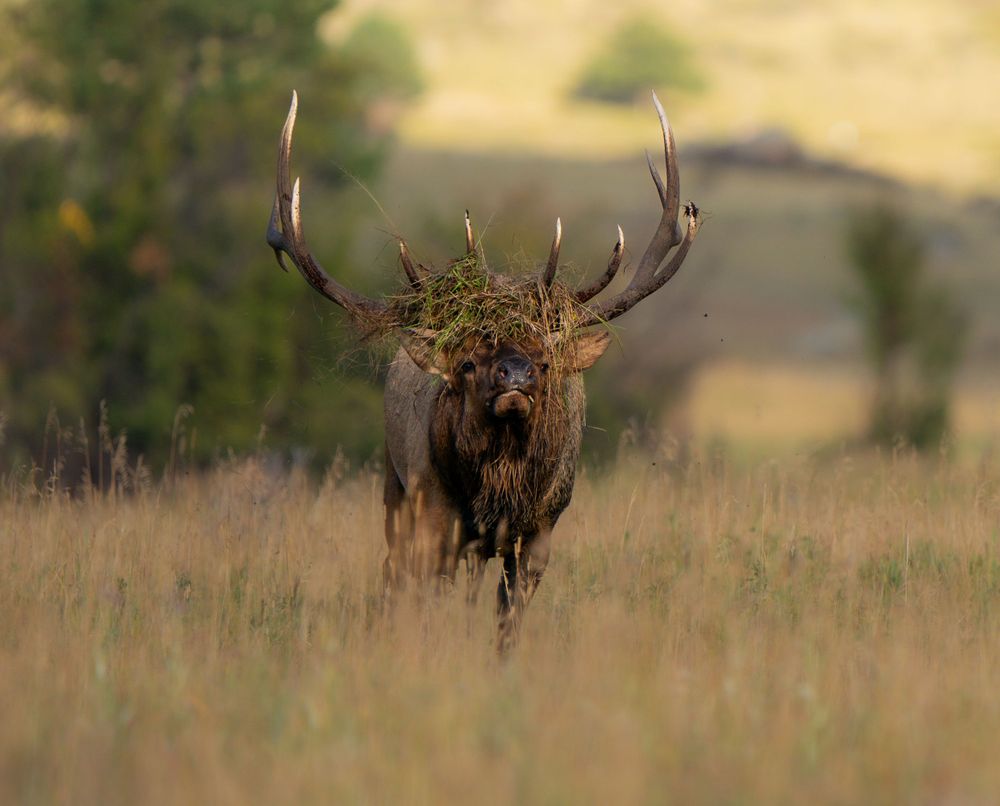 Bull elk carrying grass and twigs in its antlers while walking through meadow.