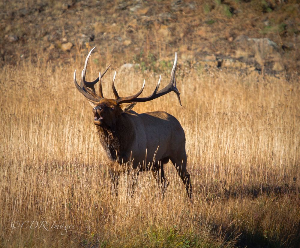 Majestic bull elk standing in dry grass against a rocky hillside at sunset.