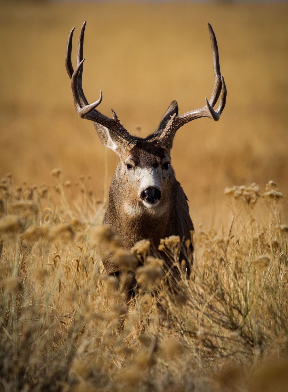 Close-up portrait of a mule deer buck with antlers emerging from tall golden grass.