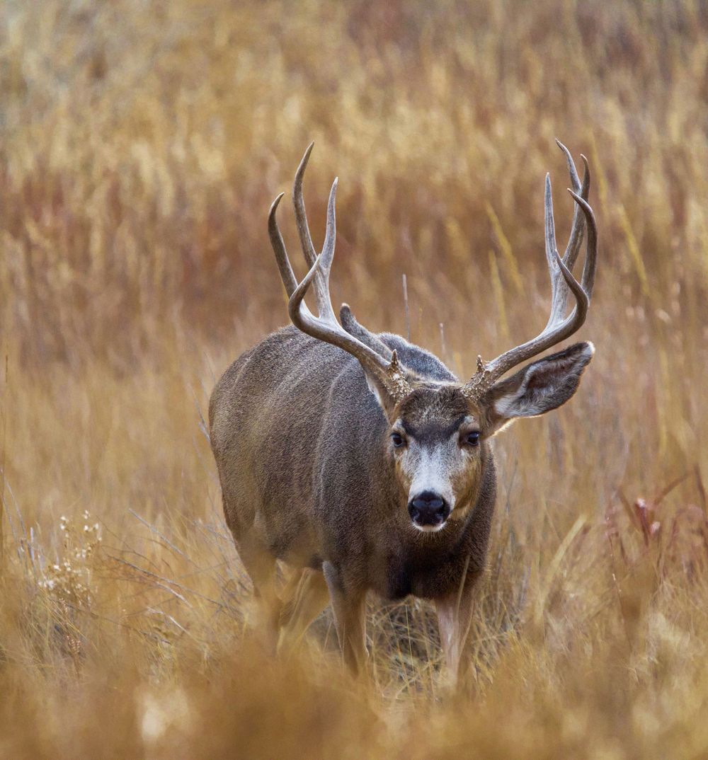 A majestic mule deer buck standing alert in autumn grass.