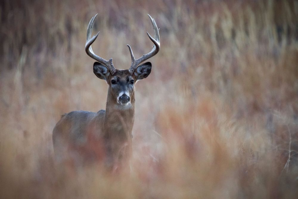 Close up portrait of a whitetail buck deer in tall brown grass.