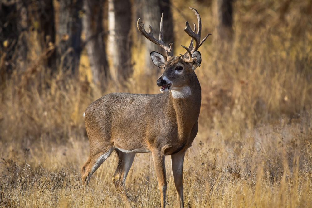 Alert whitetail deer buck standing in autumn grass near a forest edge.