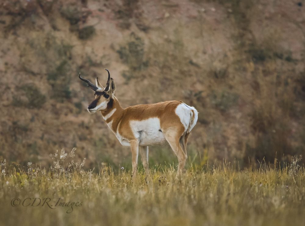A pronghorn antelope standing in golden grass against a rocky backdrop.