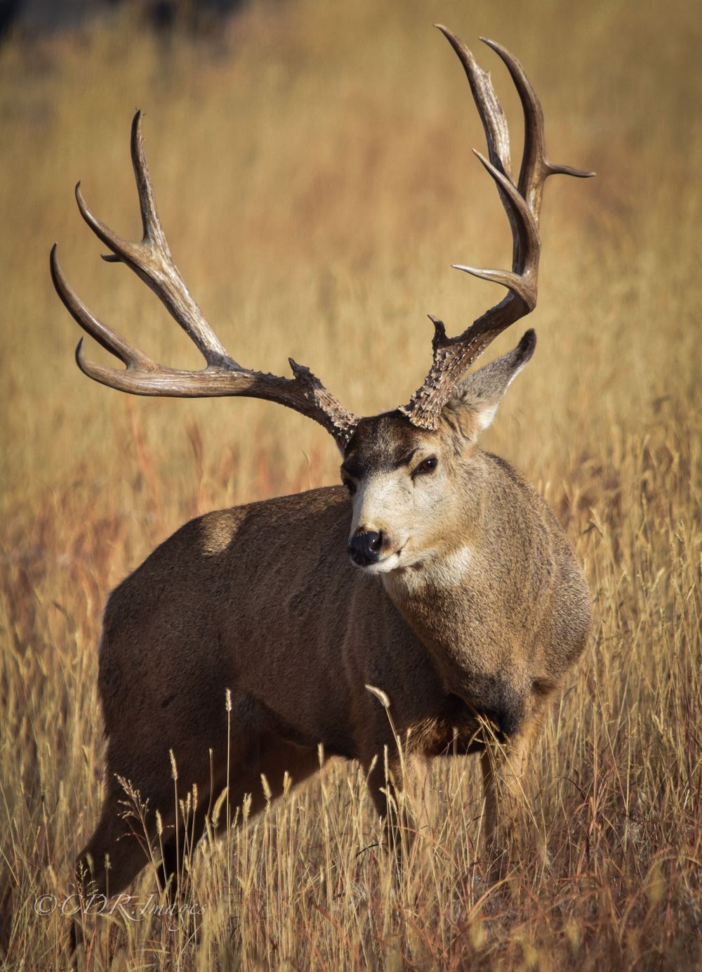 A majestic mule deer buck stands alert in tall golden grass during autumn.