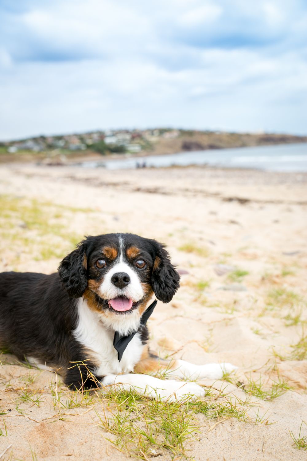 Adelaide Pet Portraits