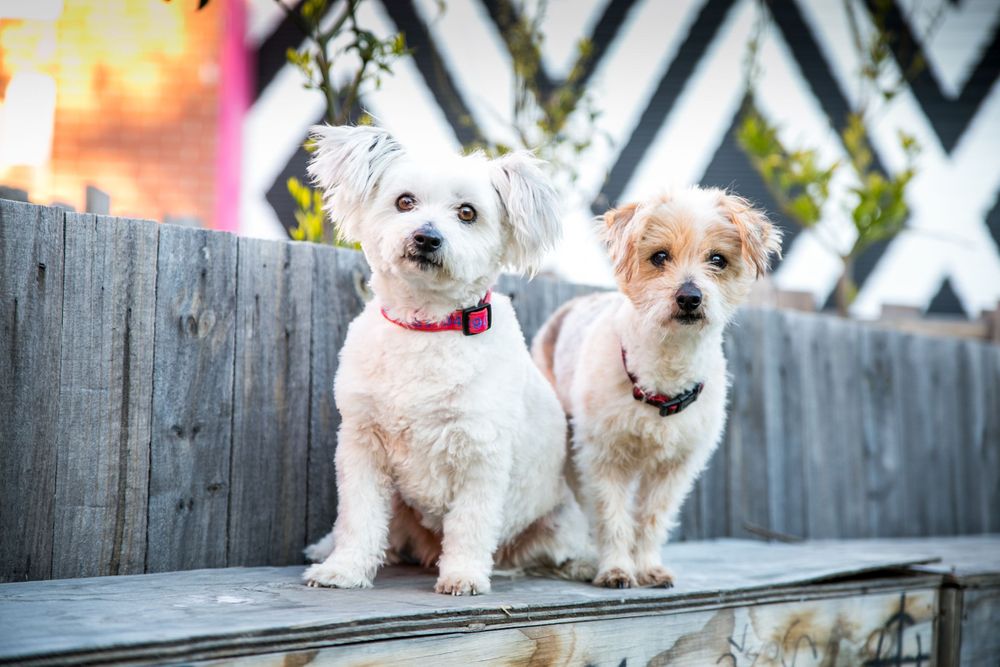 Pet Portraits Adelaide