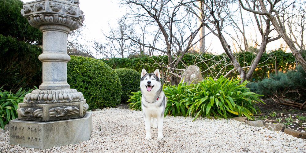Adelaide Dog Photography