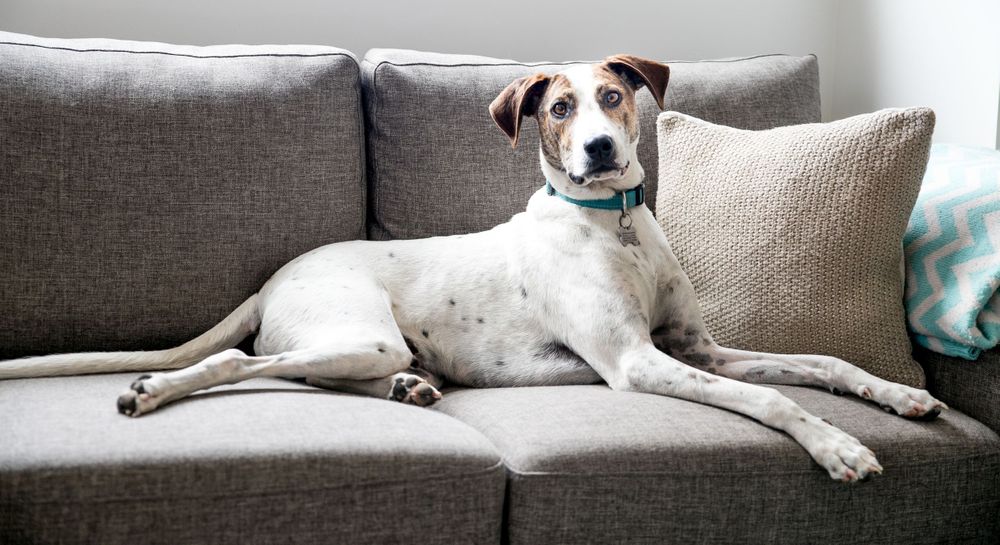 Adelaide's Best Dog Photographer