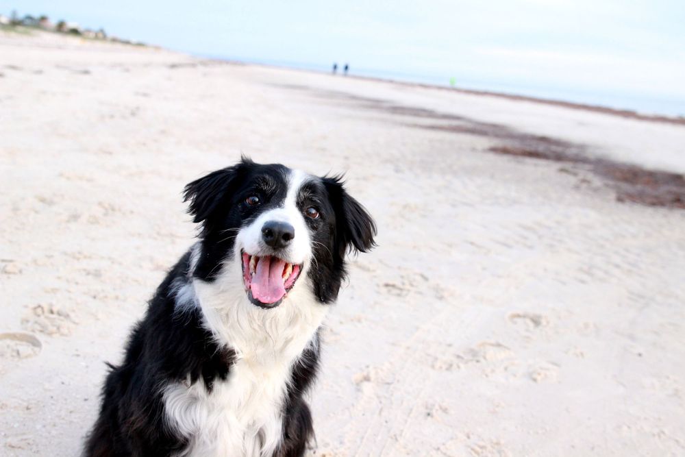 Pet Photography at the beach inAdelaide