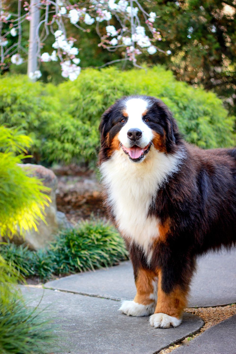 Adelaide Family Pet Photographer