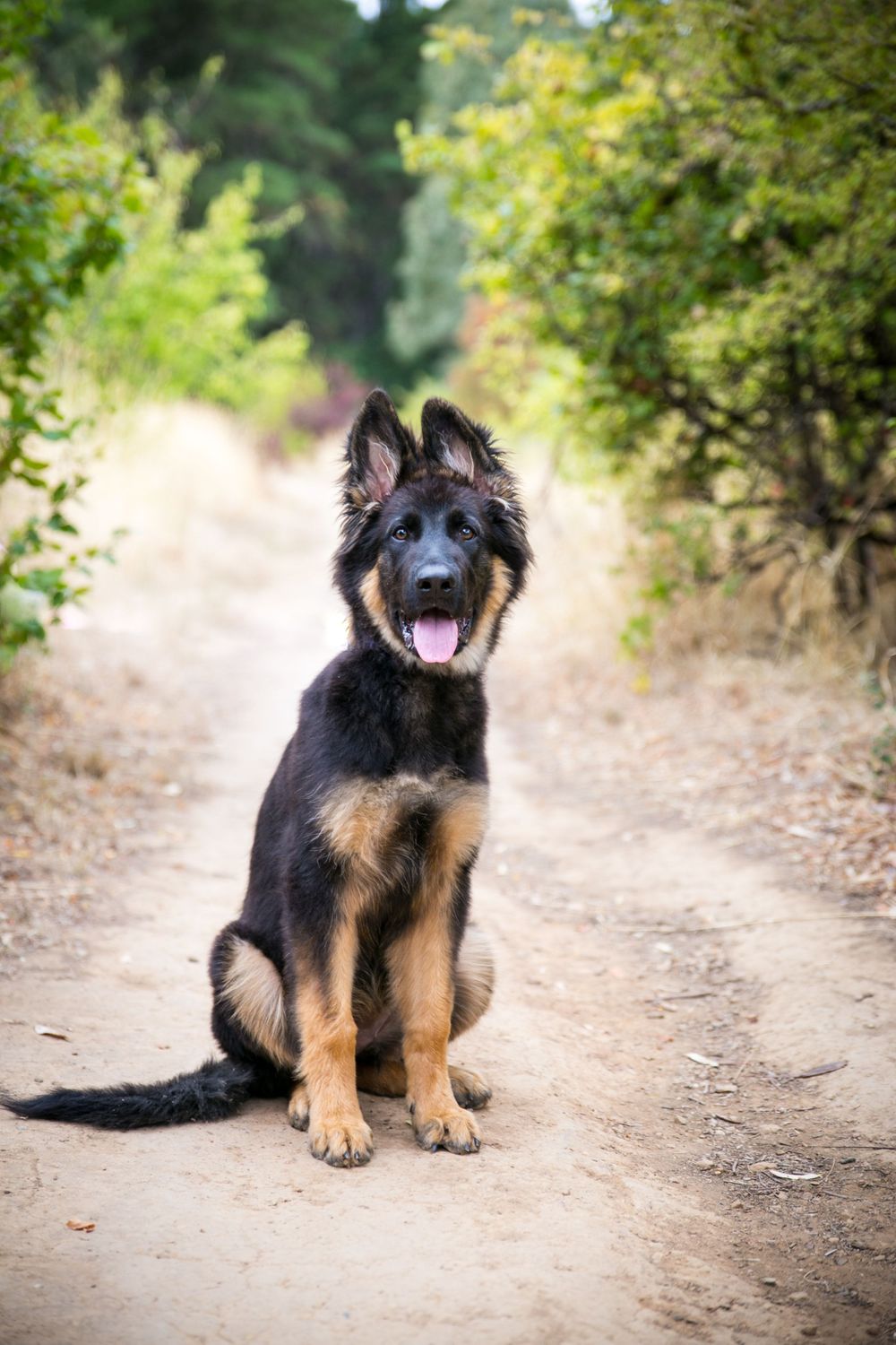 Adelaide Blackwood Forest Pet Photography