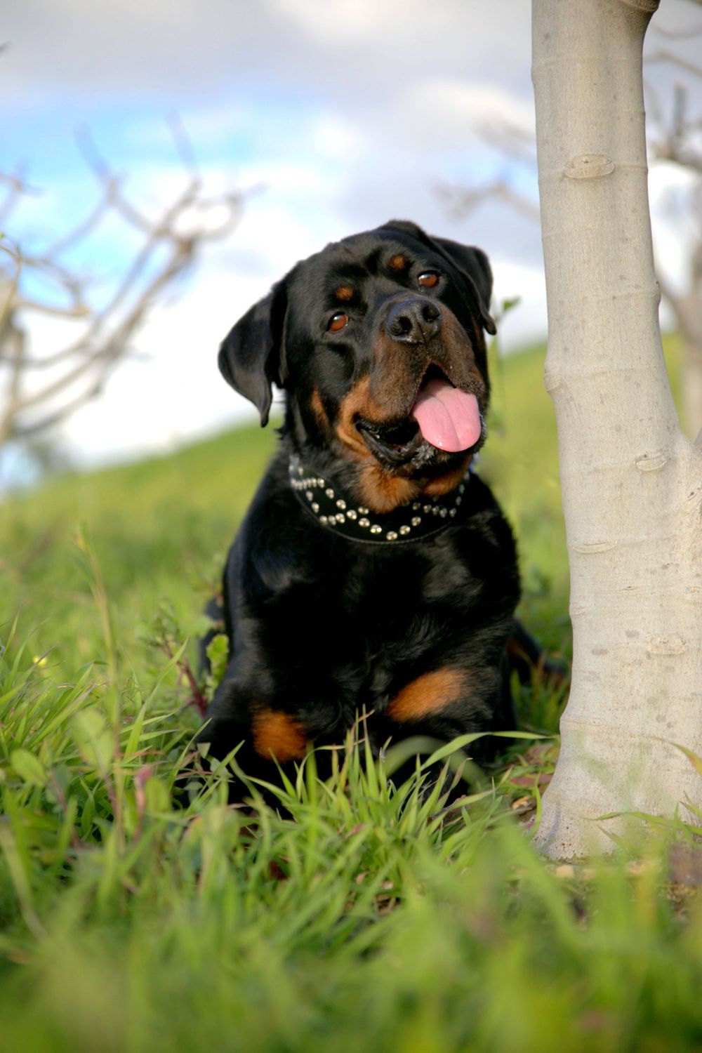 Adelaide Dog Photographer