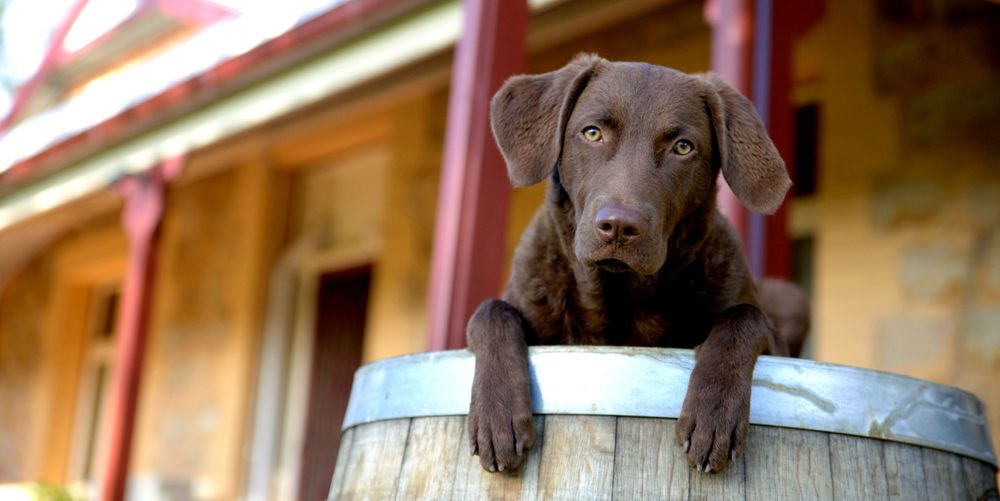 Adelaide Winery Pet Photographer