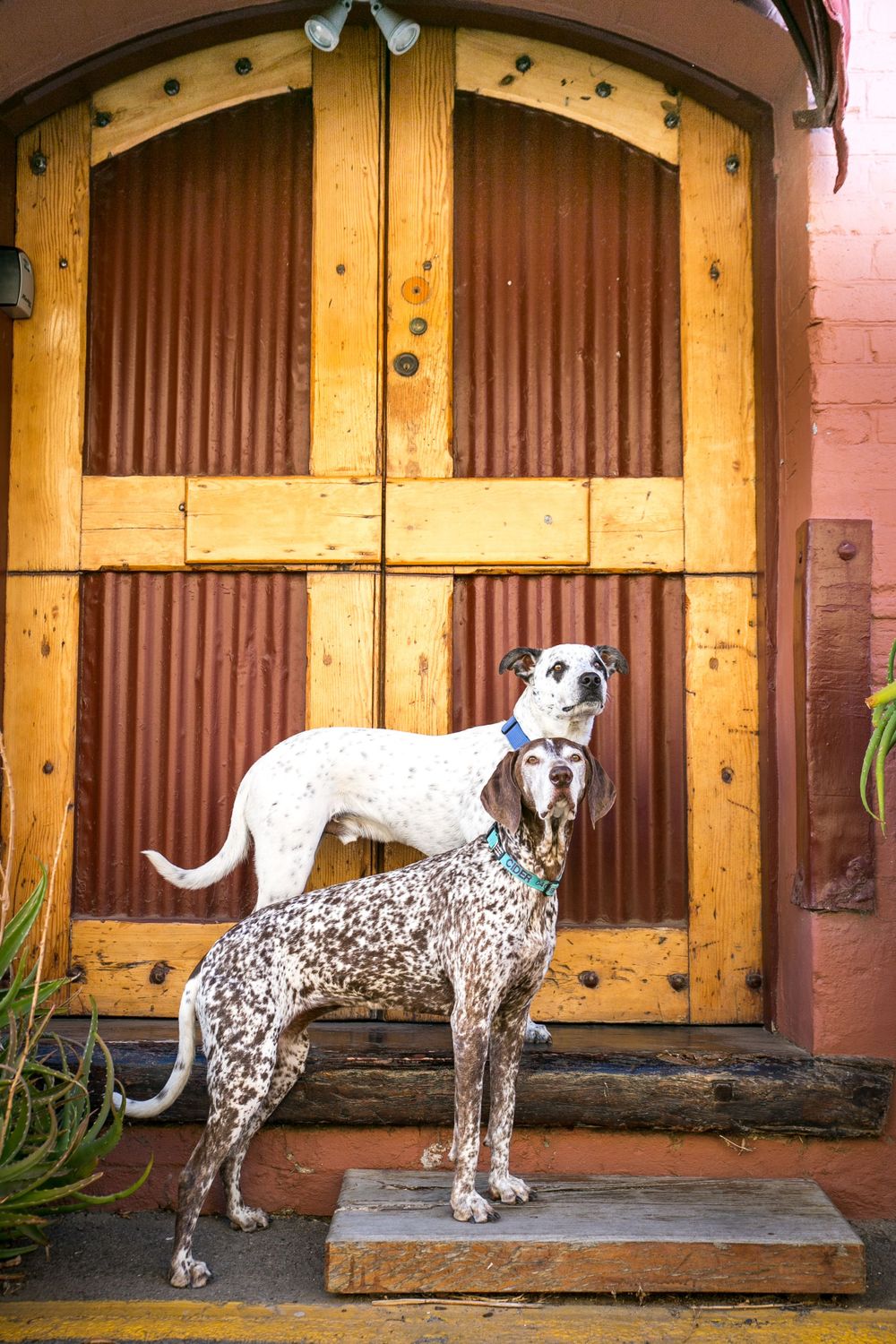 Dogs Portrait Session at Port Adelaide