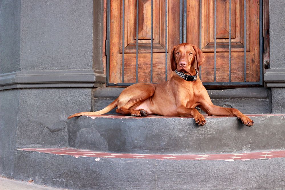 Adelaide pet posing for his pet photography portrait at Croyden