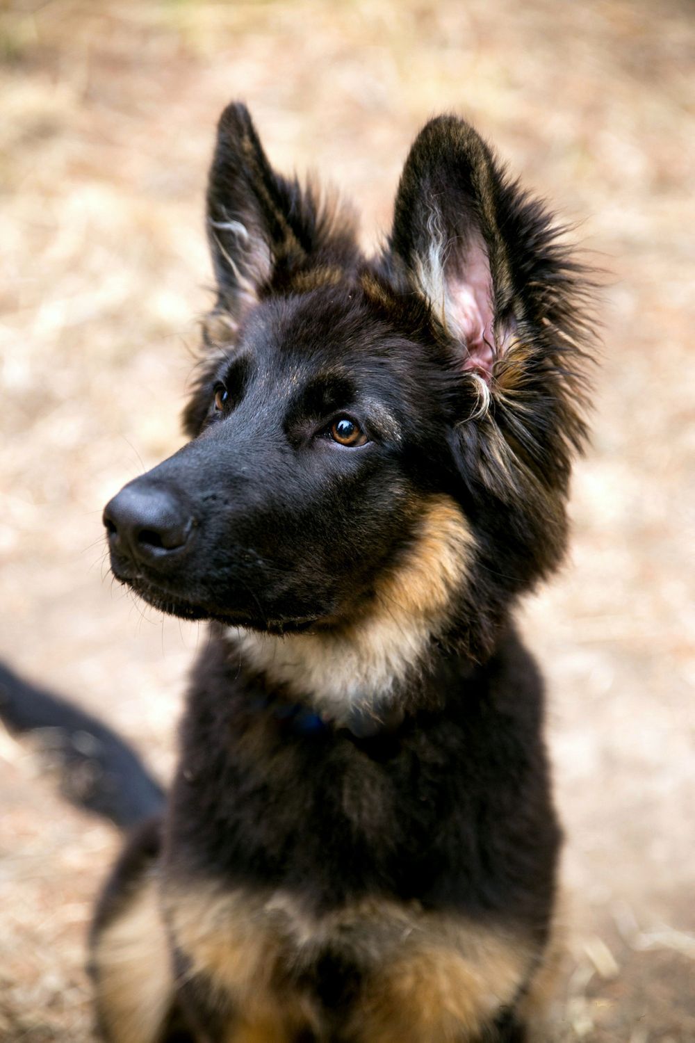Adelaide Pet Photographer