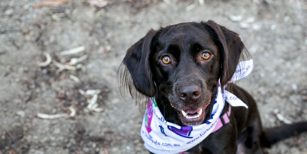 Adelaide Pet Photographer